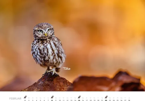 Heel Verlag GmbH Wandkalender*Eulen Kalender 2026