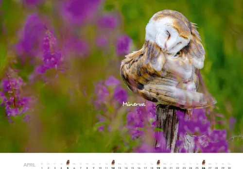 Heel Verlag GmbH Wandkalender*Eulen Kalender 2026