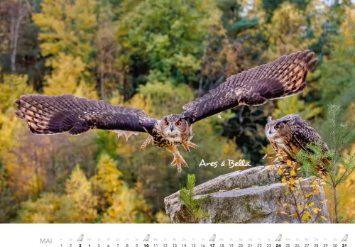 Heel Verlag GmbH Wandkalender*Eulen Kalender 2026