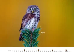 Heel Verlag GmbH Wandkalender*Eulen Kalender 2026