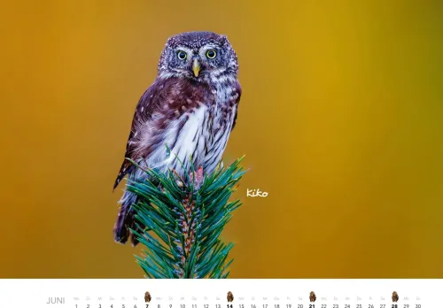 Heel Verlag GmbH Wandkalender*Eulen Kalender 2026