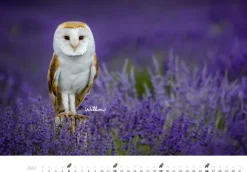 Heel Verlag GmbH Wandkalender*Eulen Kalender 2026