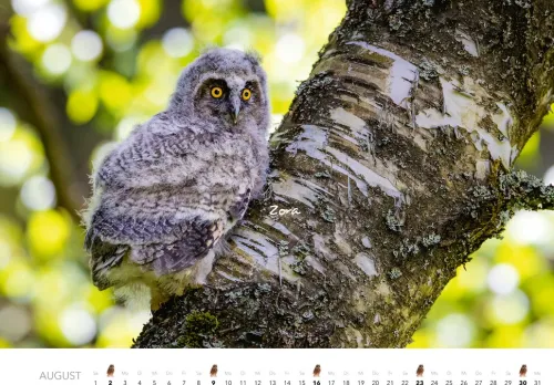 Heel Verlag GmbH Wandkalender*Eulen Kalender 2026