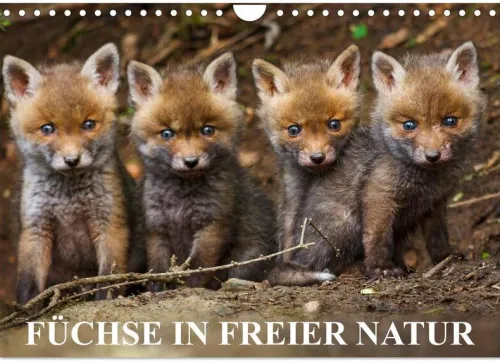 Calvendo Wandkalender-Füchse in freier Natur (Wandkalender 2026 DIN A4 quer), Monatskalender