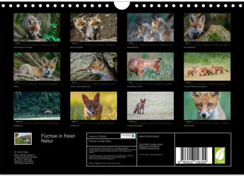 Calvendo Wandkalender-Füchse in freier Natur (Wandkalender 2026 DIN A4 quer), Monatskalender