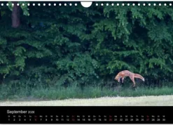 Calvendo Wandkalender-Füchse in freier Natur (Wandkalender 2026 DIN A4 quer), Monatskalender