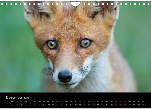 Calvendo Wandkalender-Füchse in freier Natur (Wandkalender 2026 DIN A4 quer), Monatskalender