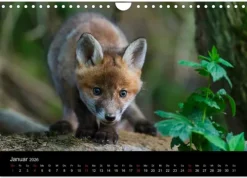 Calvendo Wandkalender-Füchse in freier Natur (Wandkalender 2026 DIN A4 quer), Monatskalender