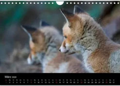 Calvendo Wandkalender-Füchse in freier Natur (Wandkalender 2026 DIN A4 quer), Monatskalender