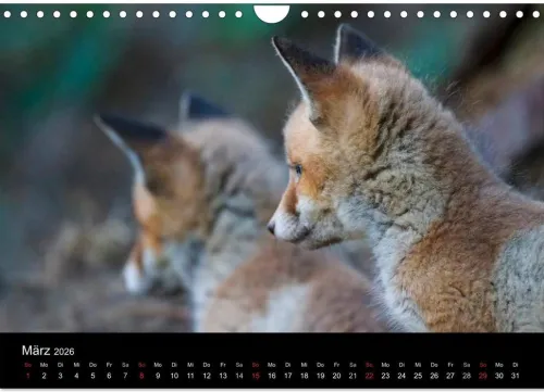 Calvendo Wandkalender-Füchse in freier Natur (Wandkalender 2026 DIN A4 quer), Monatskalender