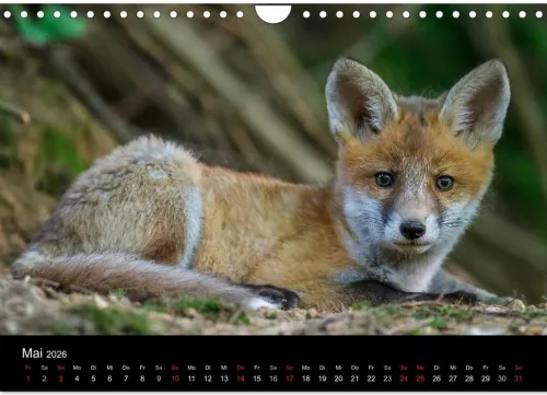 Calvendo Wandkalender-Füchse in freier Natur (Wandkalender 2026 DIN A4 quer), Monatskalender