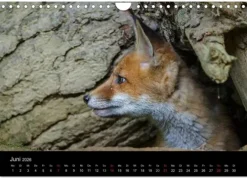 Calvendo Wandkalender-Füchse in freier Natur (Wandkalender 2026 DIN A4 quer), Monatskalender