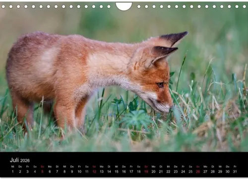 Calvendo Wandkalender-Füchse in freier Natur (Wandkalender 2026 DIN A4 quer), Monatskalender