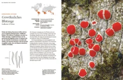 Haupt Verlag AG Biologie-Flechten