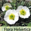 Haupt Verlag AG Biologie*Flora Helvetica - Exkursionsflora