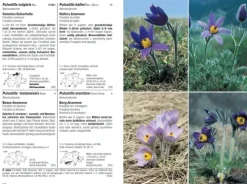 Haupt Verlag AG Biologie-Flora Helvetica - Illustrierte Flora der Schweiz