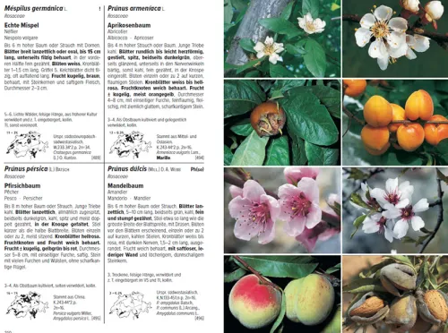 Haupt Verlag AG Biologie-Flora Helvetica - Illustrierte Flora der Schweiz