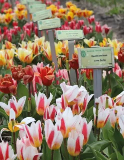 teNeues Verlag GmbH Architektur & Wohnen-Floramour: Tulpen