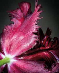 teNeues Verlag GmbH Architektur & Wohnen-Floramour: Tulpen