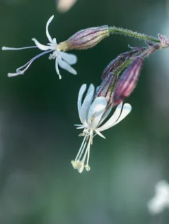 teNeues Verlag GmbH Architektur & Wohnen*Floramour: Wild Flowers