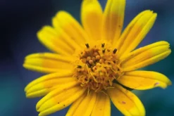 teNeues Verlag GmbH Architektur & Wohnen*Floramour: Wild Flowers