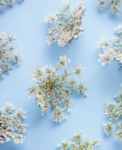 teNeues Verlag GmbH Architektur & Wohnen*Floramour: Wild Flowers