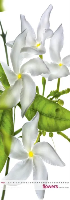 Edition Panorama GmbH Immerwährender Kalender-Flowers