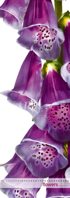 Edition Panorama GmbH Immerwährender Kalender-Flowers