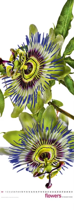 Edition Panorama GmbH Immerwährender Kalender-Flowers