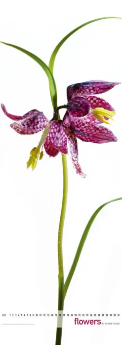 Edition Panorama GmbH Immerwährender Kalender-Flowers