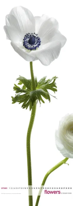 Edition Panorama GmbH Immerwährender Kalender-Flowers