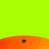 Fruit Fly*Oneworld Publications Clearance