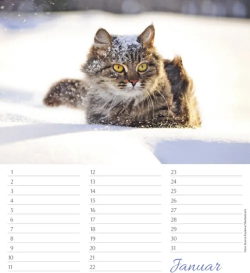 Korsch Verlag GmbH Geburtstagskalender-Geburtstagskalender Katzen