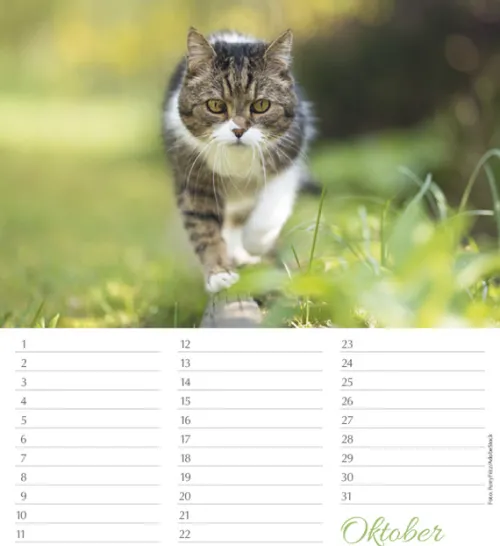 Korsch Verlag GmbH Geburtstagskalender-Geburtstagskalender Katzen