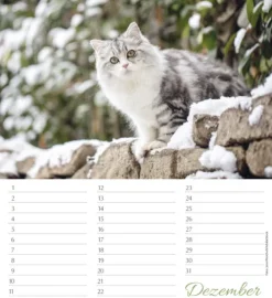 Korsch Verlag GmbH Geburtstagskalender-Geburtstagskalender Katzen