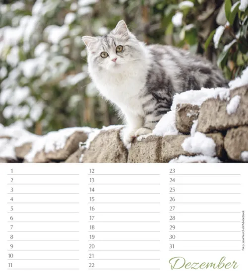 Korsch Verlag GmbH Geburtstagskalender-Geburtstagskalender Katzen