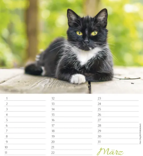 Korsch Verlag GmbH Geburtstagskalender-Geburtstagskalender Katzen