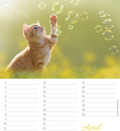 Korsch Verlag GmbH Geburtstagskalender-Geburtstagskalender Katzen