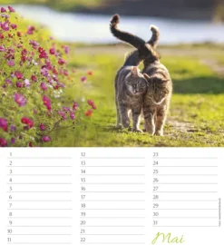 Korsch Verlag GmbH Geburtstagskalender-Geburtstagskalender Katzen