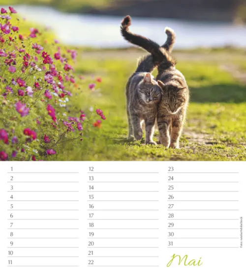 Korsch Verlag GmbH Geburtstagskalender-Geburtstagskalender Katzen