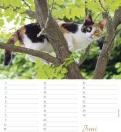 Korsch Verlag GmbH Geburtstagskalender-Geburtstagskalender Katzen