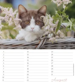 Korsch Verlag GmbH Geburtstagskalender-Geburtstagskalender Katzen