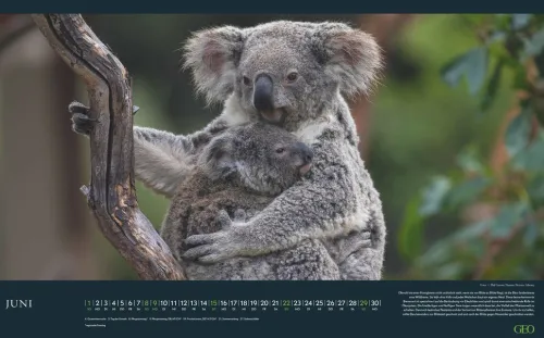 GEO - Einzigartige Tierarten 2026 - Wandkalender 58x36 cm, Poster-Kalender mit 12 Monatsblättern, deutschem Kalendarium & Spiralbindung, Tier-Fotografie-Kalender bedrohter Arten*teNeues Calendars & Stationery GmbH & Co. KG Sale