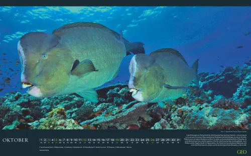 GEO - Einzigartige Tierarten 2026 - Wandkalender 58x36 cm, Poster-Kalender mit 12 Monatsblättern, deutschem Kalendarium & Spiralbindung, Tier-Fotografie-Kalender bedrohter Arten*teNeues Calendars & Stationery GmbH & Co. KG Sale