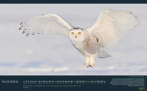 GEO - Einzigartige Tierarten 2026 - Wandkalender 58x36 cm, Poster-Kalender mit 12 Monatsblättern, deutschem Kalendarium & Spiralbindung, Tier-Fotografie-Kalender bedrohter Arten*teNeues Calendars & Stationery GmbH & Co. KG Sale