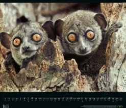 GEO - GEO Edition: Tierwelten 2026 - Wandkalender 70x60 cm, Tier-Poster-Kalender mit Wildlife-Fotografie, 12 Monatsblätter & Spiralbindung inkl. Postkarten für Tier- und Naturfreunde*teNeues Calendars & Stationery GmbH & Co. KG Best