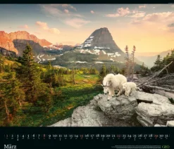 GEO - GEO Edition: Tierwelten 2026 - Wandkalender 70x60 cm, Tier-Poster-Kalender mit Wildlife-Fotografie, 12 Monatsblätter & Spiralbindung inkl. Postkarten für Tier- und Naturfreunde*teNeues Calendars & Stationery GmbH & Co. KG Best