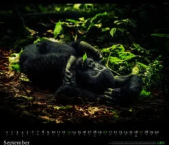 GEO - GEO Edition: Tierwelten 2026 - Wandkalender 70x60 cm, Tier-Poster-Kalender mit Wildlife-Fotografie, 12 Monatsblätter & Spiralbindung inkl. Postkarten für Tier- und Naturfreunde*teNeues Calendars & Stationery GmbH & Co. KG Best