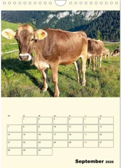 Calvendo Wandkalender*Glückliche Bergkühe (Wandkalender 2026 DIN A4 hoch), Monatskalender