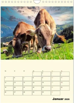 Calvendo Wandkalender*Glückliche Bergkühe (Wandkalender 2026 DIN A4 hoch), Monatskalender
